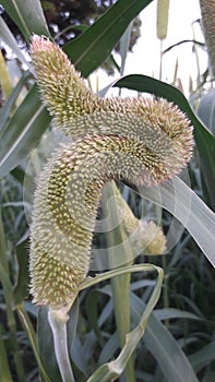 Millet Plants Photo India gujrat