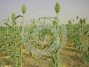 Millet in rows