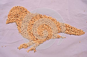 Millet seed for bird feeding