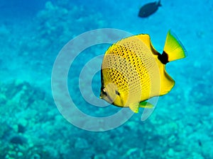 Millet seed Butterfly Fish