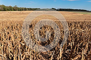 Millet or Sorghum Field After Harvest