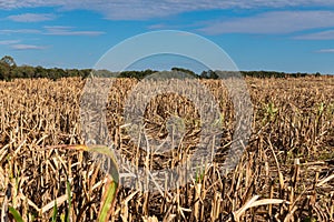 Millet or Sorghum Field After Harvest