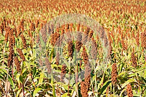 Millet or Sorghum an important cereal crop in field