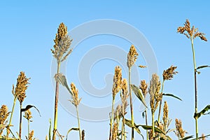 Sorghum in field of feed for livestock
