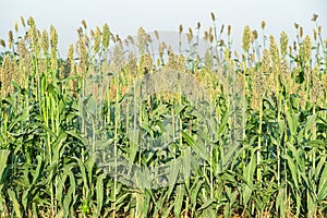 Millet or Sorghum plantations in the field