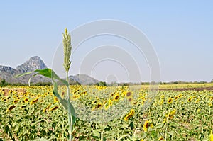 Millet in sunflower field.