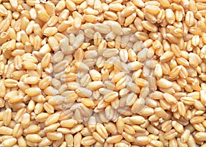 Millet wheat