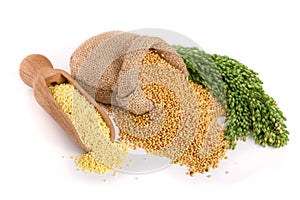 Millet in a wooden scoop, burlap bag and green spikelets isolated on white background