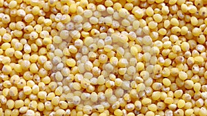 Millet yellow cereals spin closeup