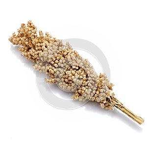 Millet,yellow millet  on white background ,yellow millet
