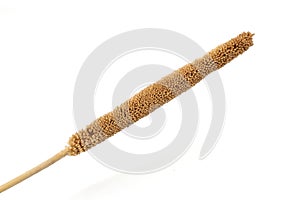 Millet,yellow millet  on white background ,yellow millet