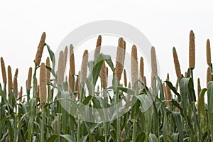 millets green crop field .