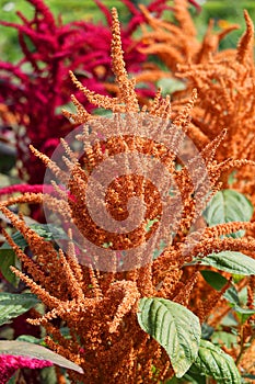 Millets are a group of highly variable small-seeded grasses