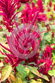 Millets are a group of highly variable small-seeded grasses,