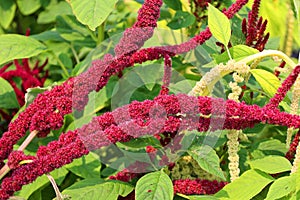 Millets are a group of highly variable small-seeded grasses,