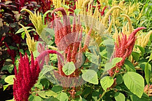 Millets are a group of highly variable small-seeded grasses,