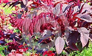 Millets are a group of highly variable small-seeded grasses,