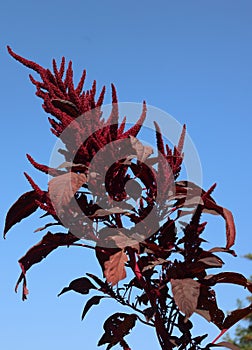 Millets are a group of highly variable small-seeded grasses,