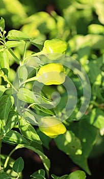 Millets are a group of highly variable small-seeded grasses,