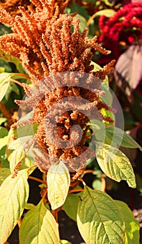 Millets are a group of highly variable small-seeded grasses,