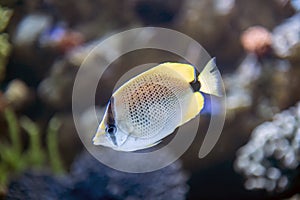 Milletseed Butterflyfish swimming among corals