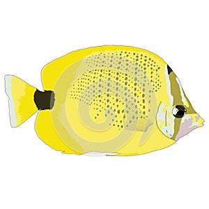 Milletseed Butterflyfish Vector Illustration