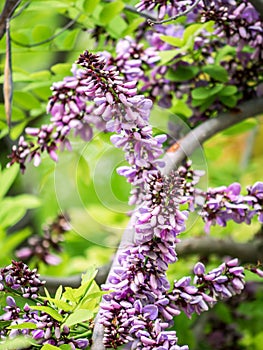 Millettia brandisiana Kurz Flower