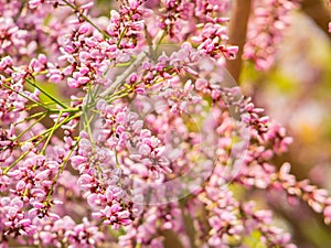 Millettia brandisiana Kurz Flower