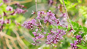 Millettia brandisiana Kurz flower