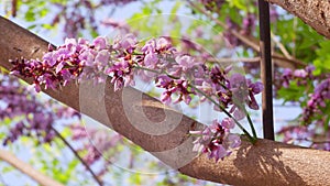 Millettia brandisiana Kurz flower