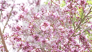 Millettia brandisiana Kurz flower