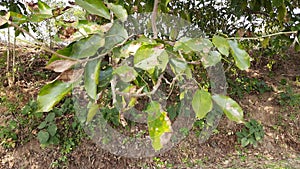 Millettia pinnata or Pongamia pinnata tree.