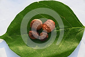 Millettia pinnata seed.