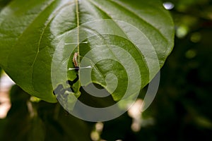 Millettia pinnata tree hosts many insects