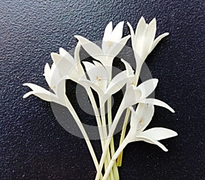 Millingtonia hortensis on black background have a fragrant white trumpet shaped flower, popular as an ornamental plant.