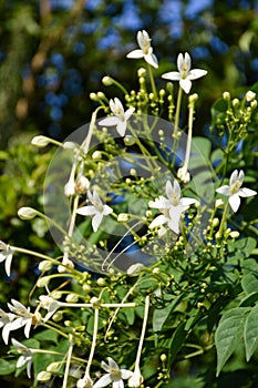 Millingtonia hortensis flower