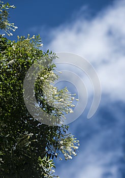 Millingtonia hortensis flower with blue sky