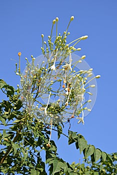 Millingtonia hortensis flower in nature garden