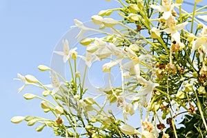 Millingtonia hortensis flower in nature garden