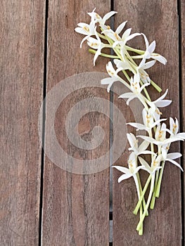 Millingtonia hortensis flower on wooden table