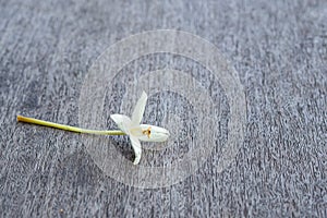 Millingtonia hortensis on gray wooden table