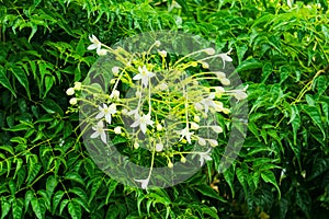 Millingtonia hortensis is a tree white flower, fragrant, popular an ornamental plant
