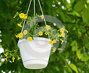 Million bells (Calibrachoa) flower