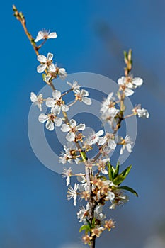 Million cherry blossoms