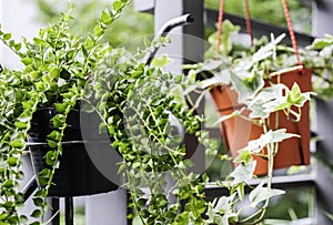 Million hearts dave and english ivy in flower pot