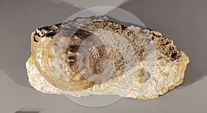 56 Million Years Fossil Stone Rock France Turbinidae Mollusc Sea Snail Eocene Geology Marine Life