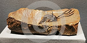 400 Million Years Fossil Stone Rock Walliserops Trifurcatus Anthropod Trilobite Devonian Morocco Geology Nature Insect Body Corpse