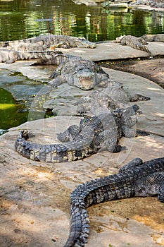 The Million Years Stone Park Pattaya.