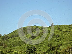 Millions of Amur Falcon birds flying in the sky above a green hill