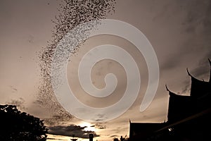 Millions of bat seek for food in evening